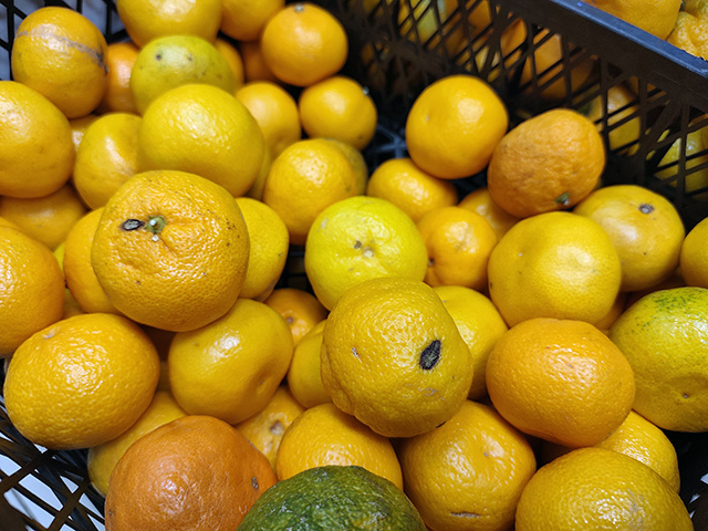 Мандариновая пора. Как не ошибиться в Твери в выборе новогоднего фрукта