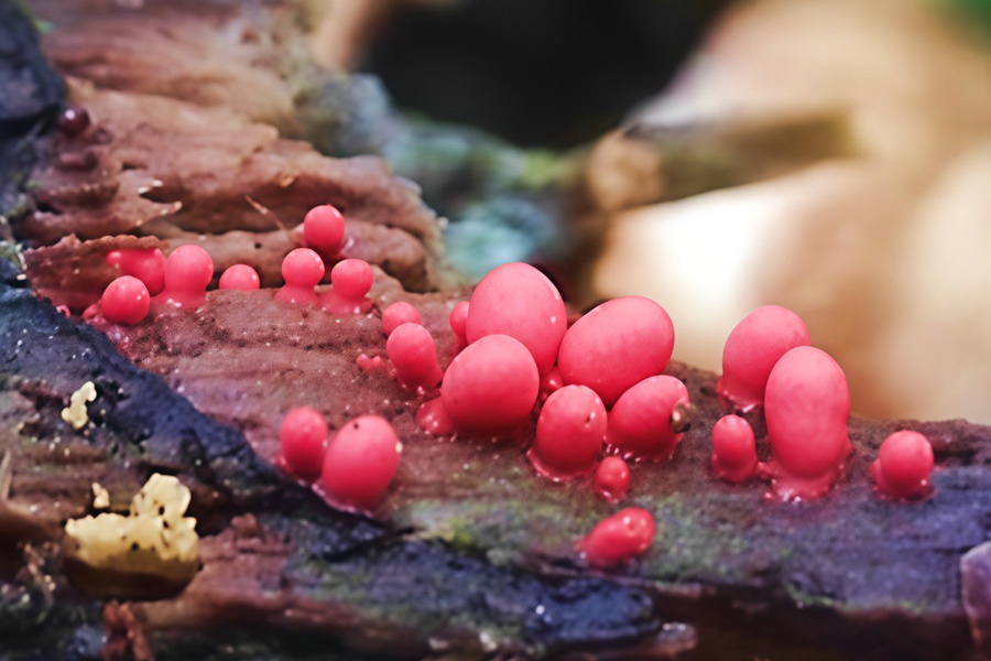    Фото: Институт экспериментальной ботаники НАН Беларуси