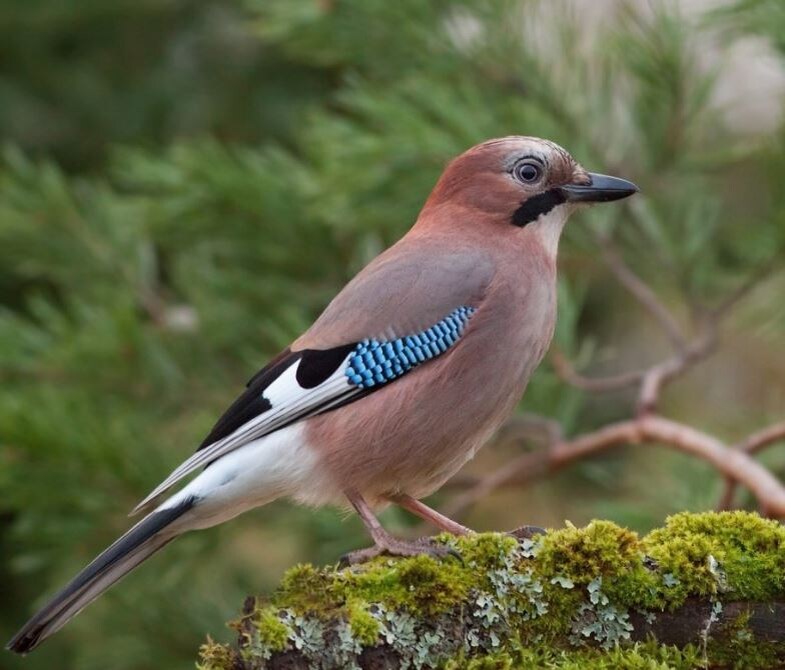 ФОТО: МАЙЛ.РУ.