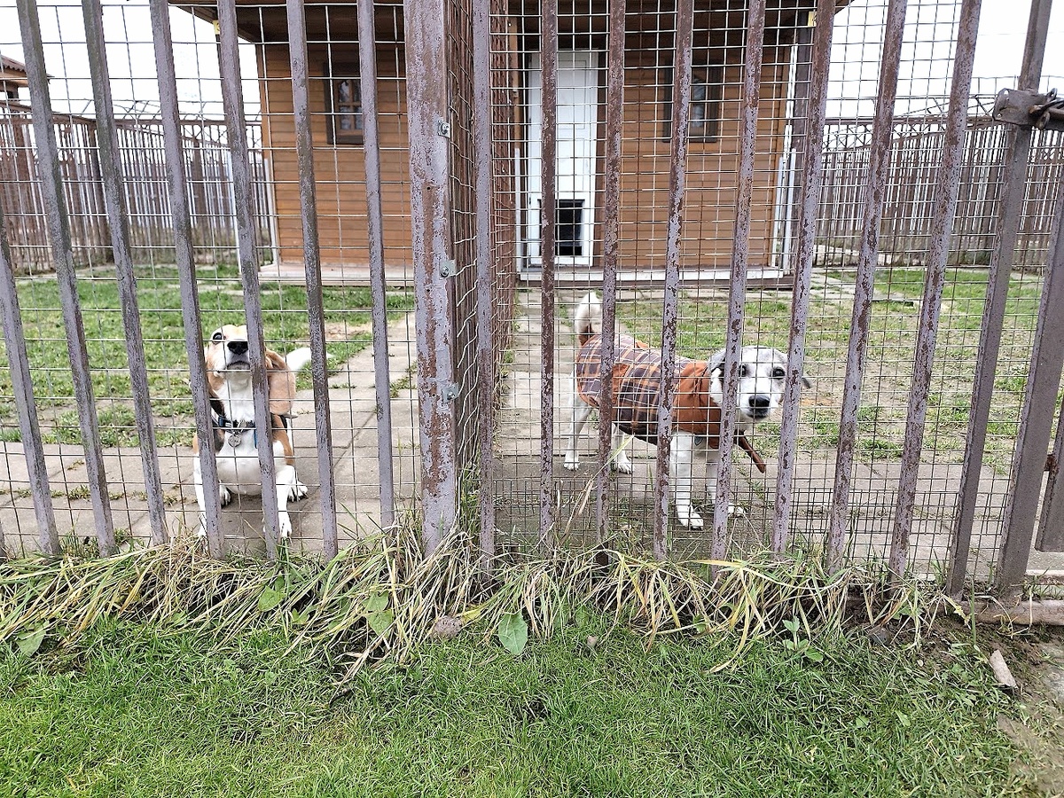 Зоогостиница "Атаман"