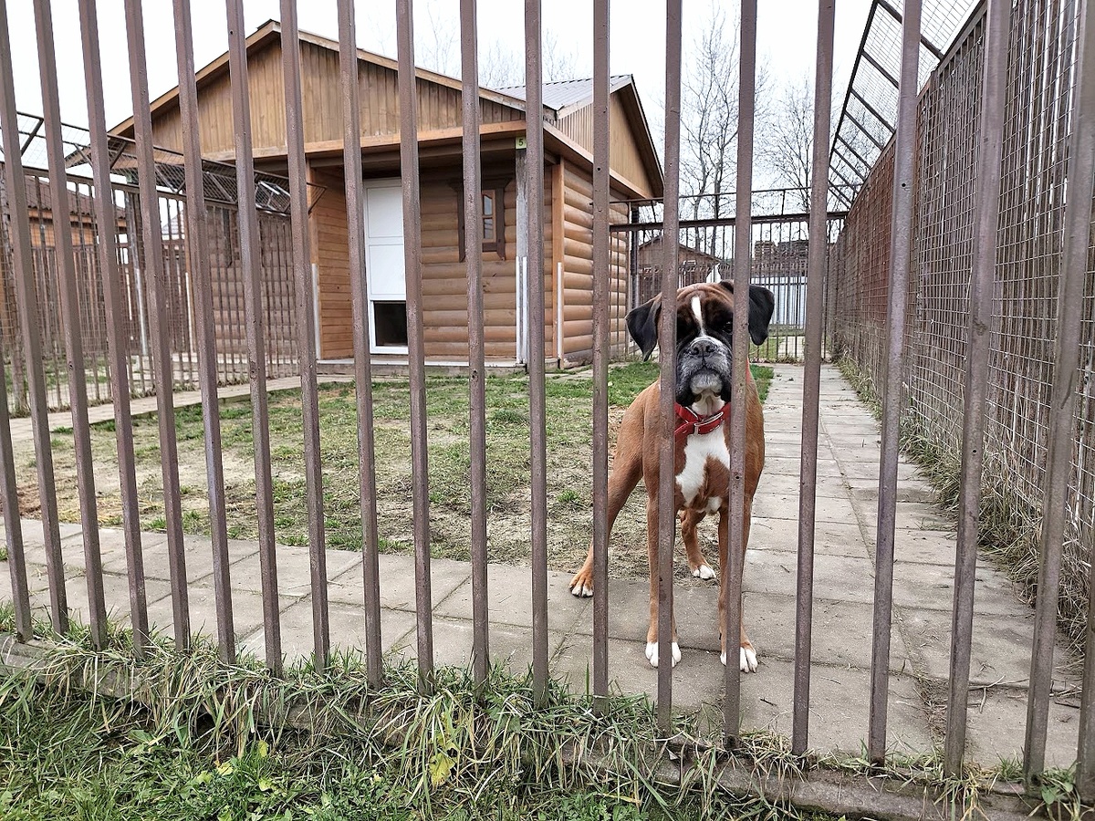 Зоогостиница "Атаман"