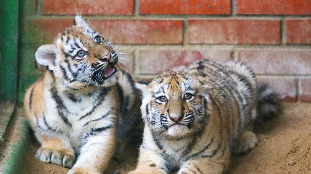    Источник: Пресс-служба Департамента культуры города Москвы