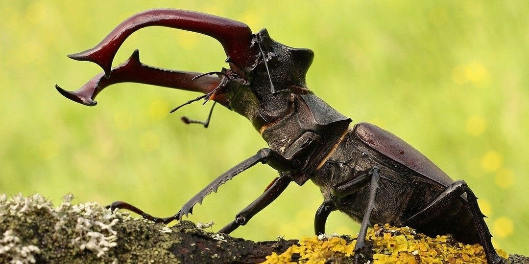 Как работает сердце жука-оленя — и сколько их у него? Как он управляет телом без вен, артерий и красной крови