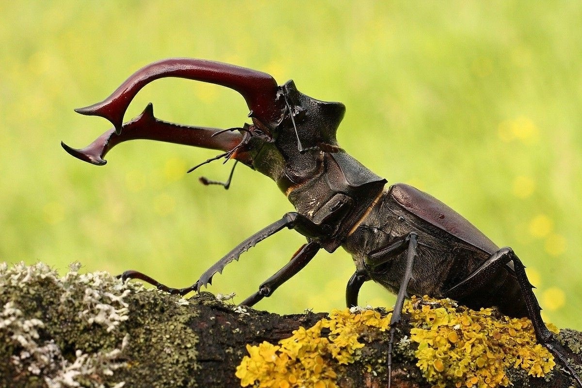 Фото с сайта: https://dzen.ru/a/Z8SIQLv6aDp0OPUX