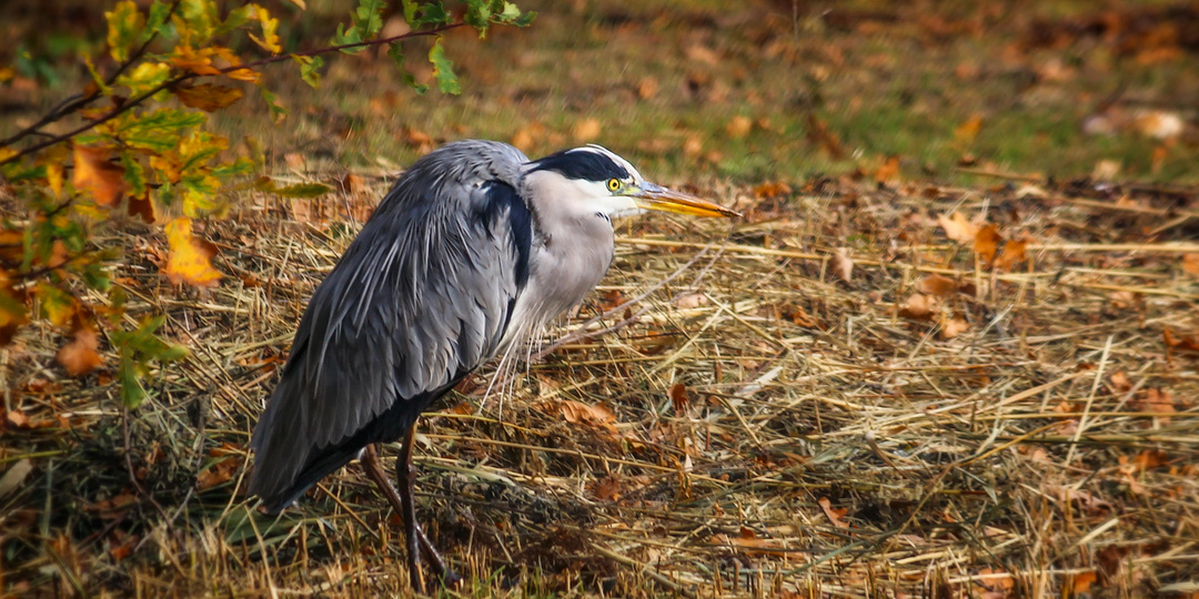 Почему цапли всё чаще появляются в парках? Как птица превратила фонтаны и пруды в новые угодья