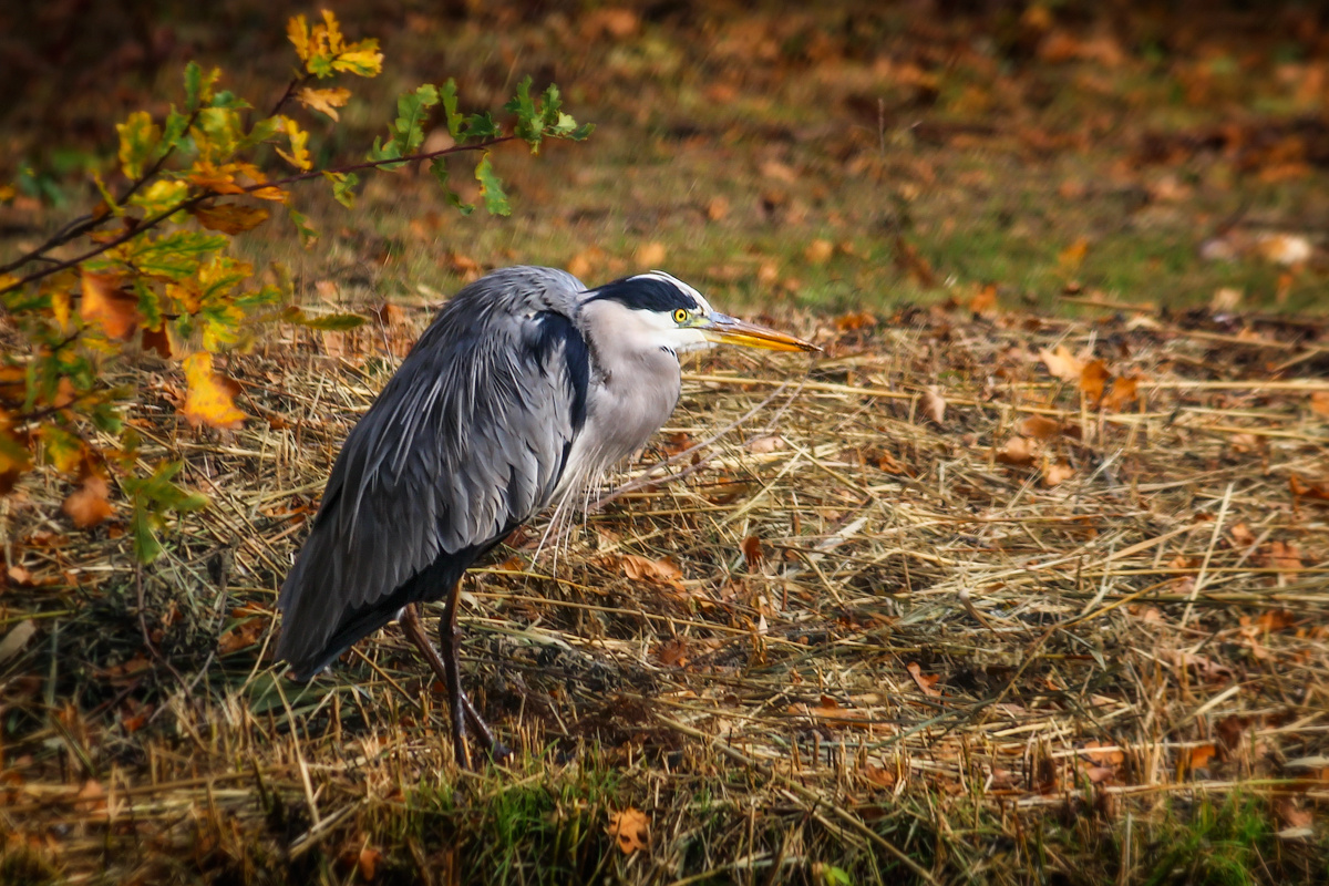 Фото с сайта6 https://supersnimki.ru/ru/photo/2/666ebe24e2cfda70f24f66d1?s=new