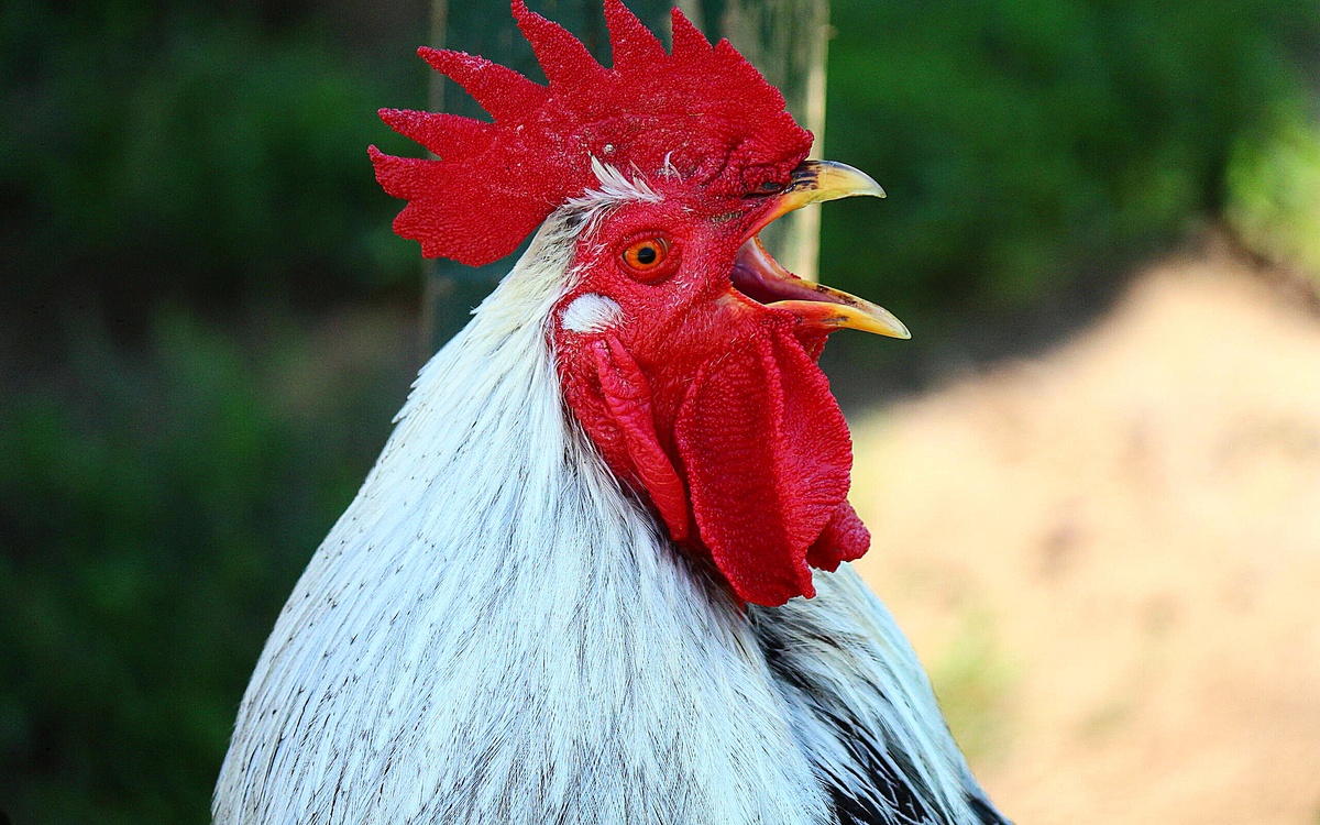 Продаю «Натуральный будильник 1.0». В прошивке обнаружен критический баг: функция настройки времени недоступна, поэтому сигнал (на 110 дБ) срабатывает исключительно в 5:30 утра. Идеален для ранних пташек, дачников и ценителей железобетонного расписания. Срочно нуждается в миграции на новое место жительства — в квартиру несовместим. Цена: договорная, тест-драйв при самовывозе приветствуется. P.S.: Тётя Глаша не в курсе)