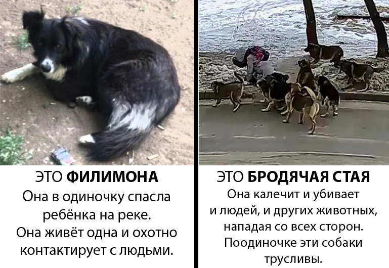 Коротко о разнице. Картинки с просторов Интернета, все случаи реальны.