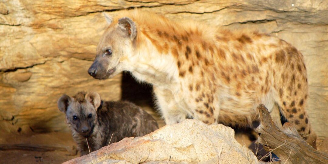 Как проходят роды у гиен — и почему они так опасны?