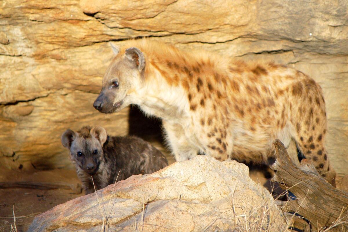Фото с сайта: https://www.animalwised.com/how-do-hyenas-reproduce-4232.html