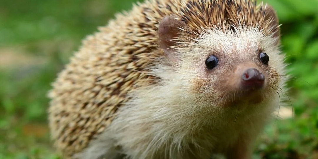 Как еж чувствует мир без хорошего зрения? Как животное с дальностью видимости в 30 см строит точную трёхмерную модель леса