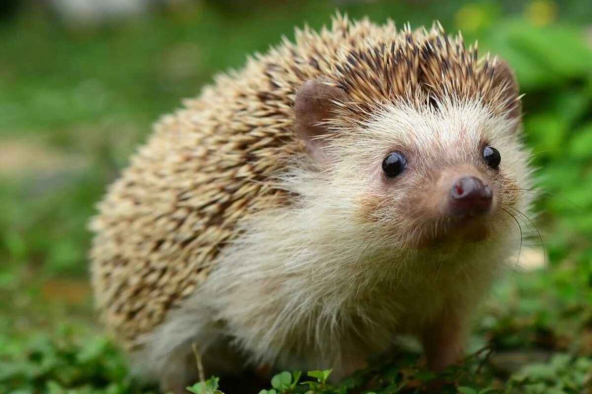 Фото с сайта: https://www.animalwised.com/how-long-do-hedgehogs-live-hedgehog-lifespan-4766.html