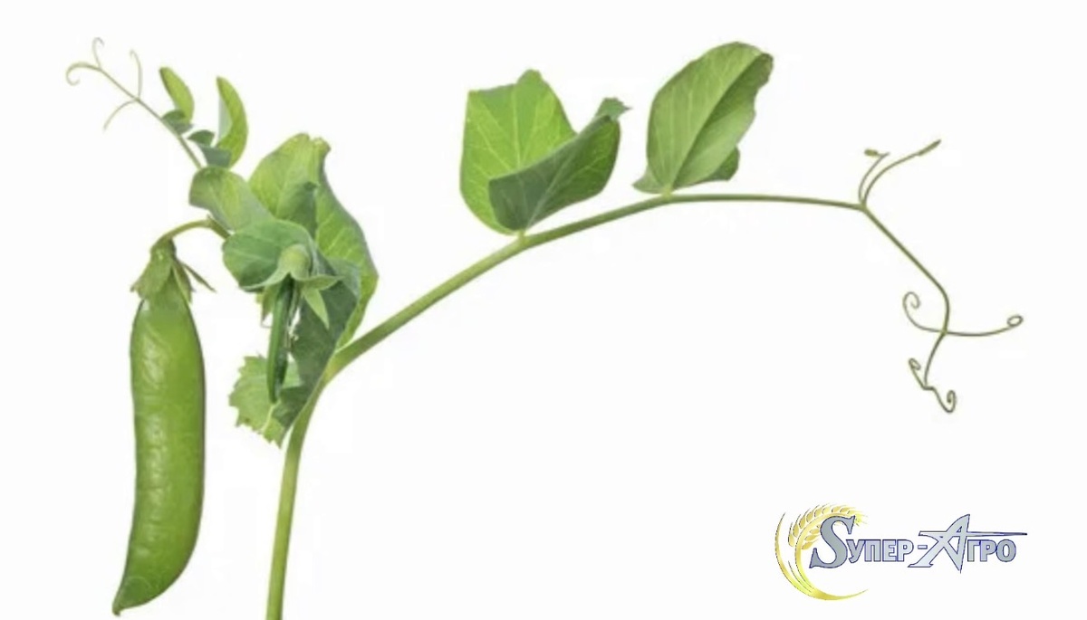 Строение гороха