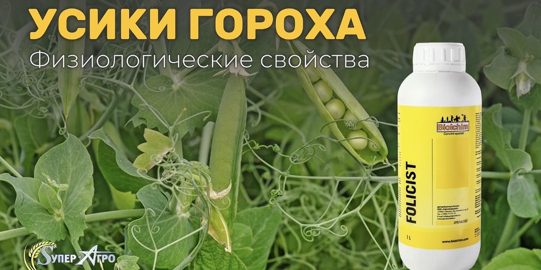 УСИКИ ГОРОХА, физиологические свойства