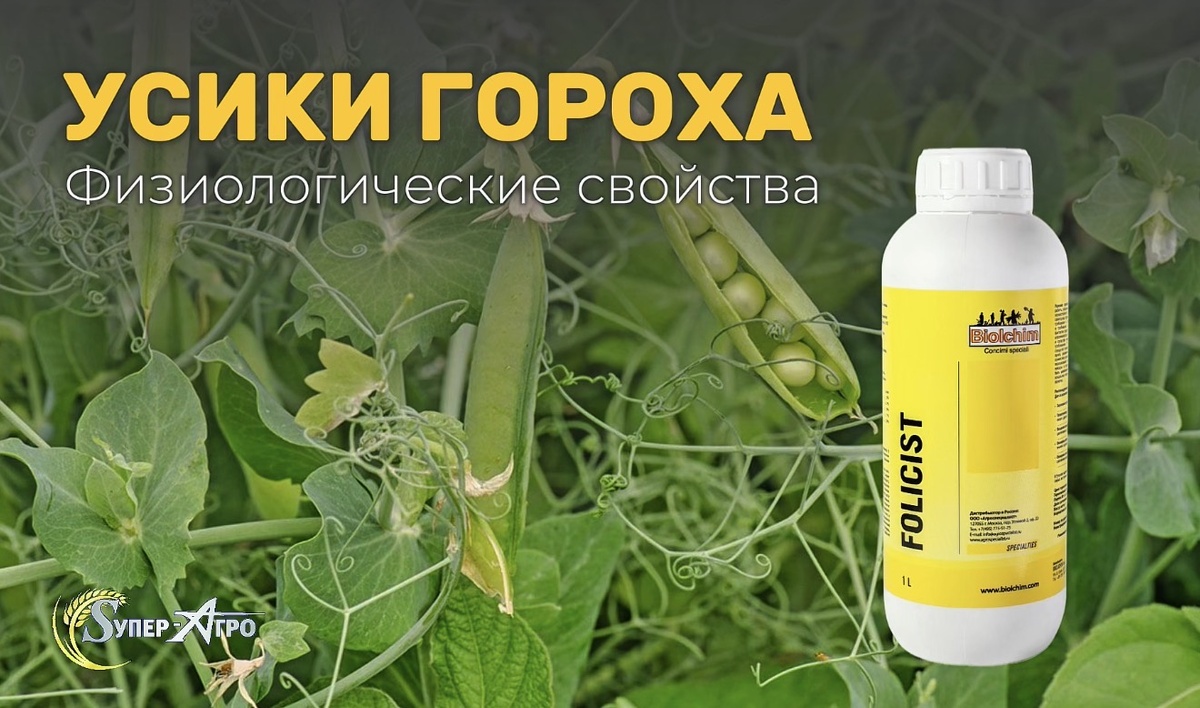 Усики гороха, физиологические свойства 