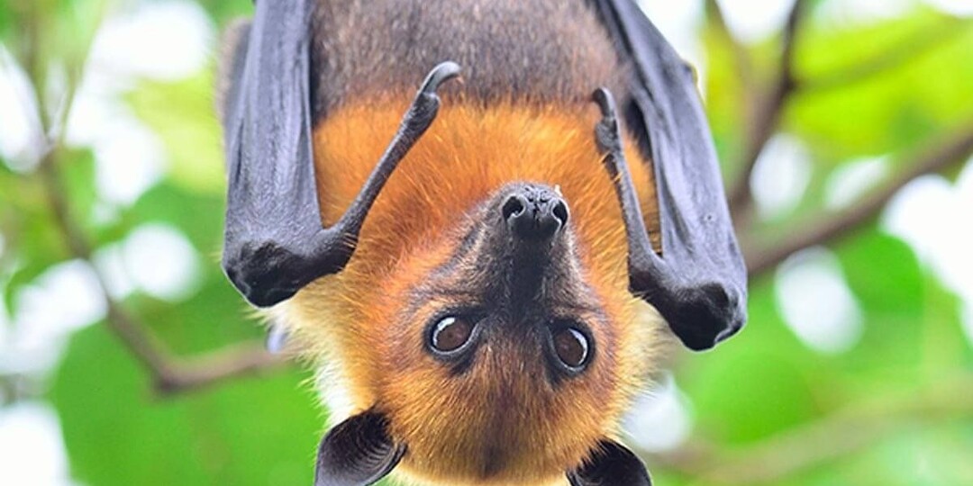 Что убивает летучих лисиц чаще всего? Как они погибают от инфраструктуры, созданной для комфорта человека