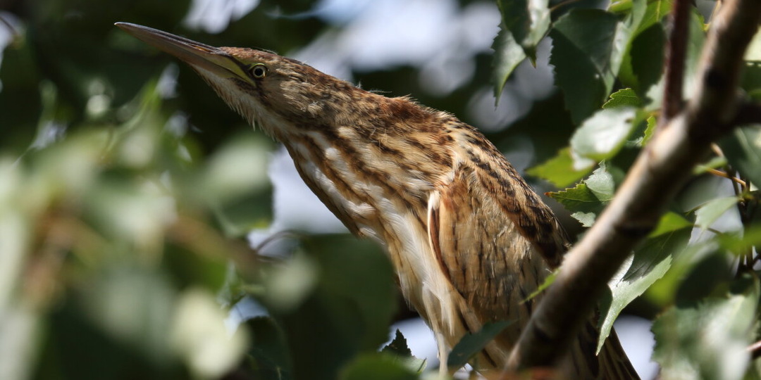 Как выпь реагирует на появление хищников рядом с гнездом? Как птица растворяется в камышах, не шевеля ни одним пером