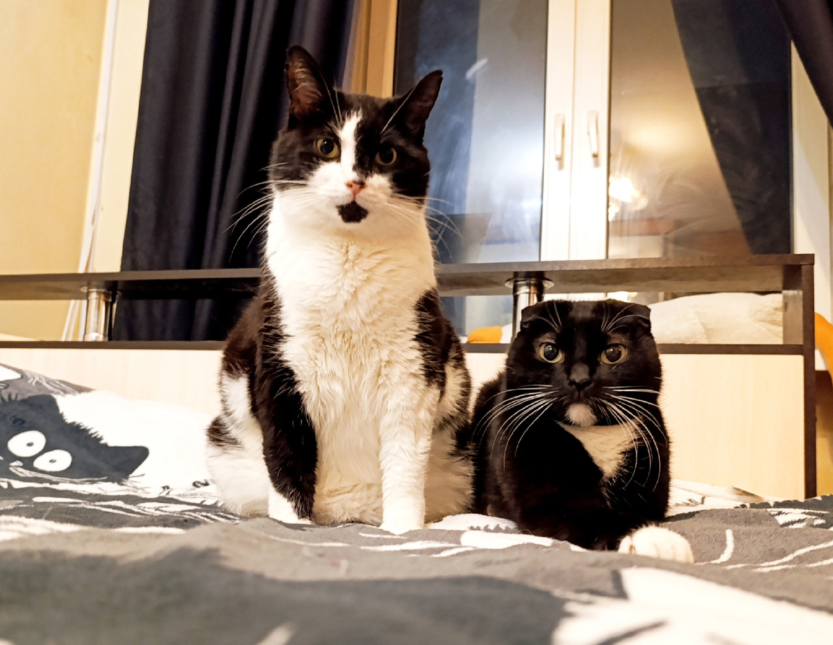 Хорошо котам, они всегда красивые