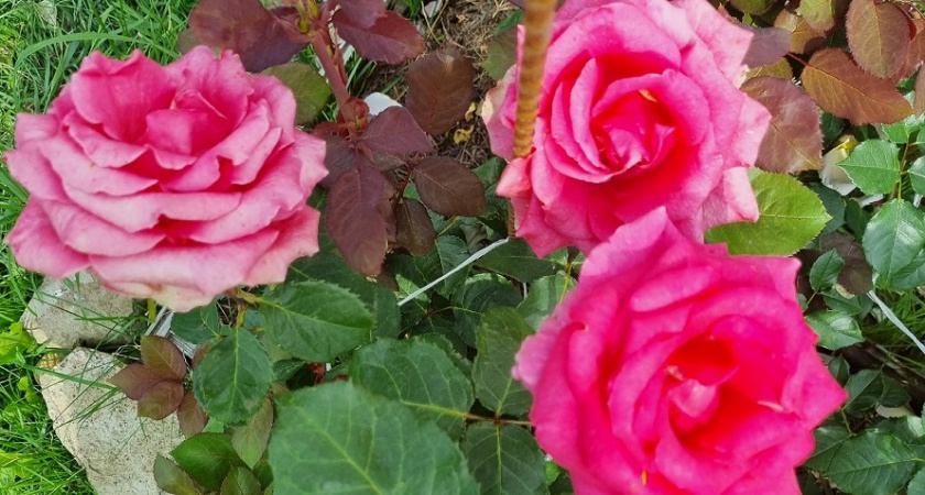    Фото Анастасии Дмитриевой