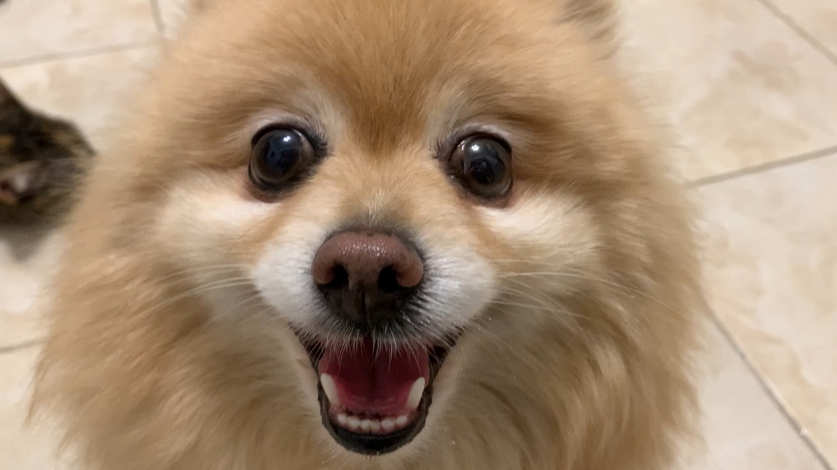 "Дай вкусняшку!"