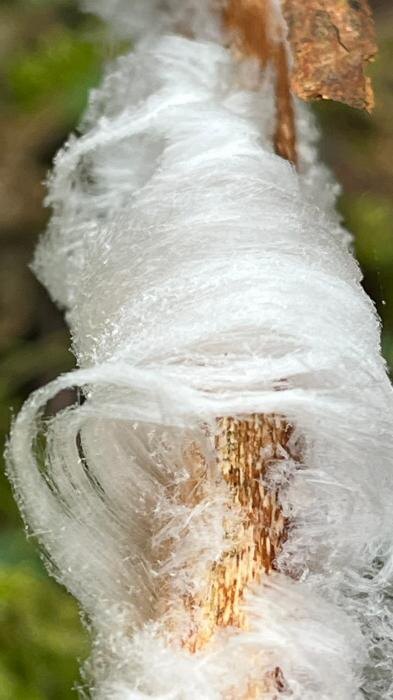 Ледяные волосы
Фото: со страницы Гарри Невельского в соцсети «ВКонтакте»