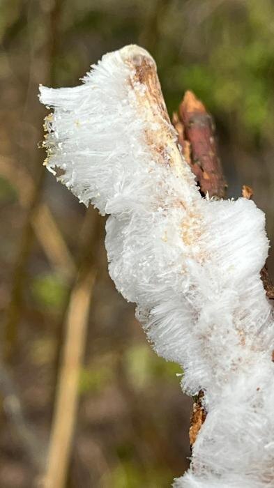 Ледяные волосы
Фото: со страницы Гарри Невельского в соцсети «ВКонтакте»