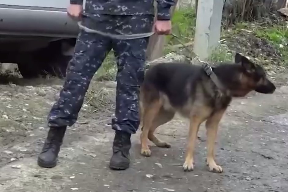 Служебная собака на месте стрельбы