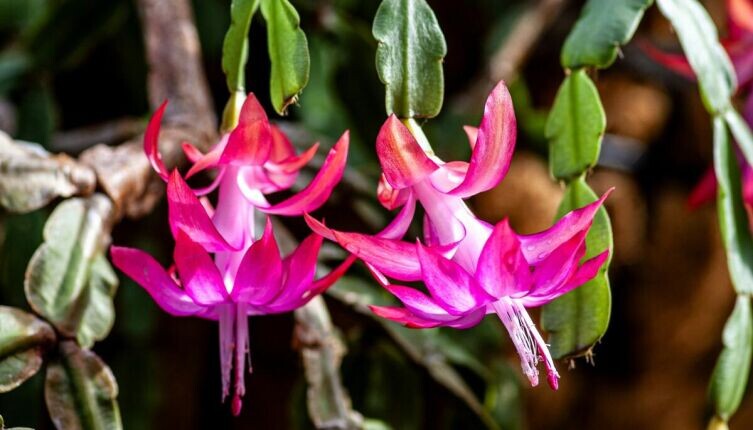    Как лист декабриста расскажет о его проблемах со здоровьем? Фото: Yoksel Zok on Unsplash