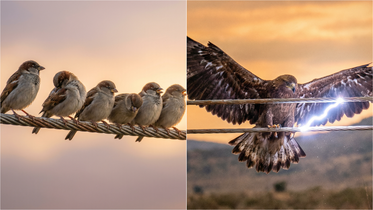 Почему птиц не бьёт ток на проводах: физика, которая спасает воробьёв и убивает орлов