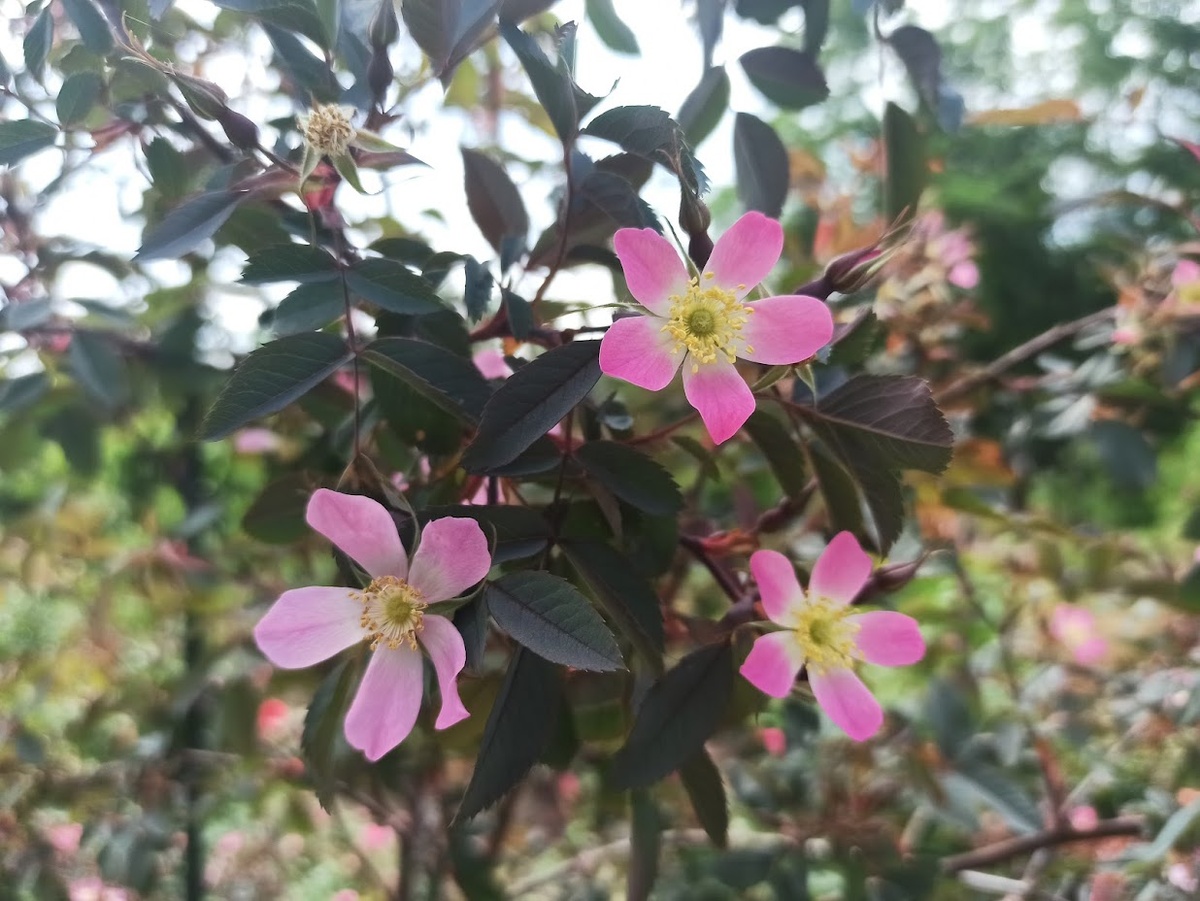 Фото сделано в БСИ ДВО РАН