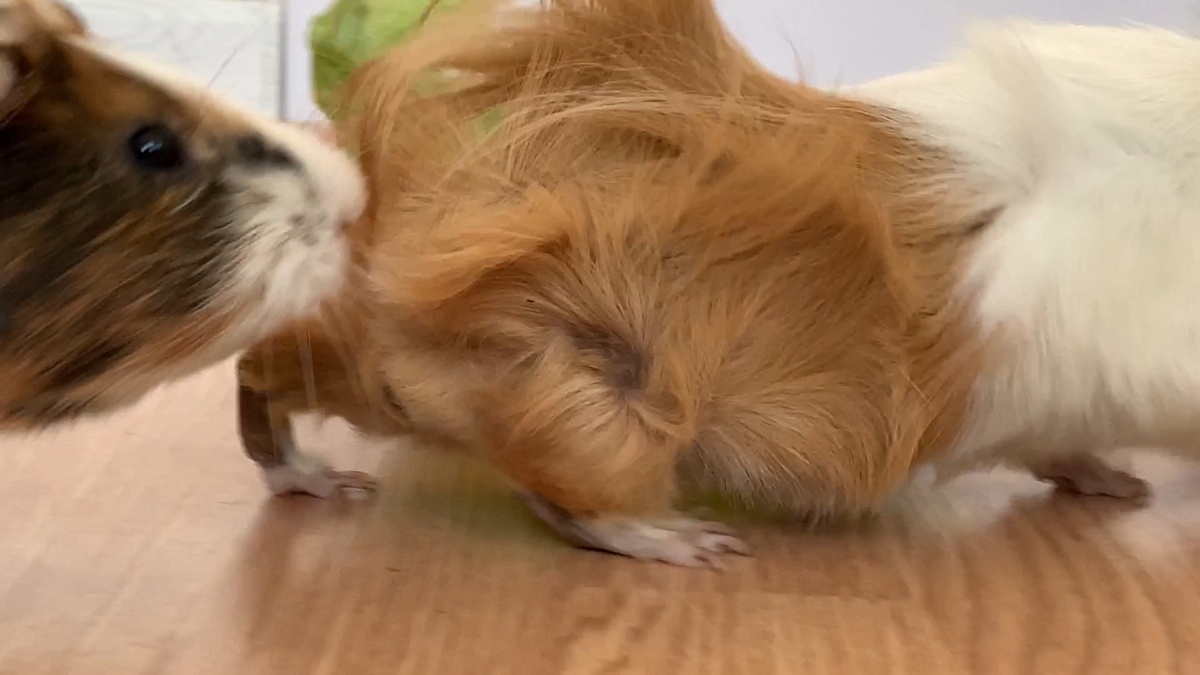 Пятно было прям в центре розетки и там не было шерсти