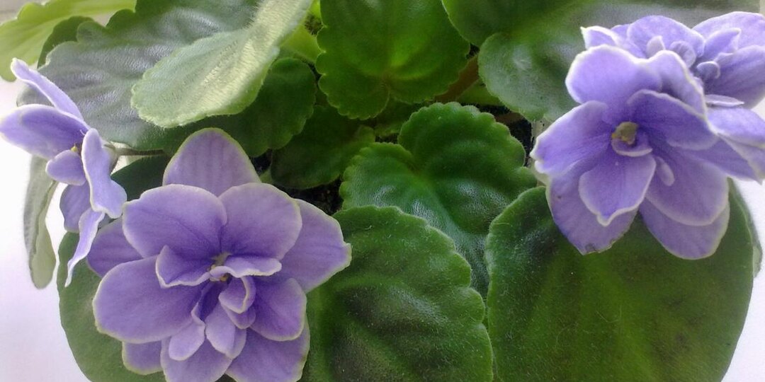 Зимняя обрезка фиалок повышает плотность кроны и число бутонов — Actualno