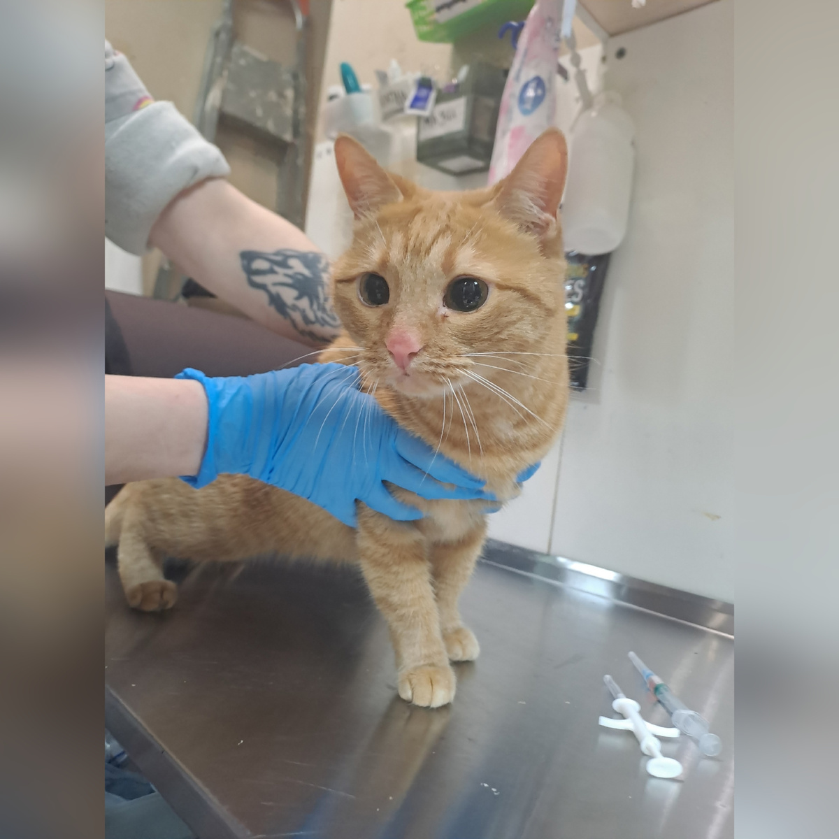 Гестия домашняя кошечка, отдали по семейным обстоятельствам.