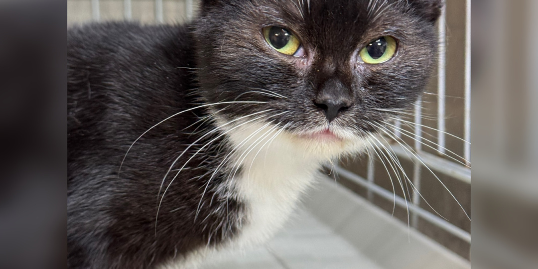 Просим любить и жаловать наших новичков