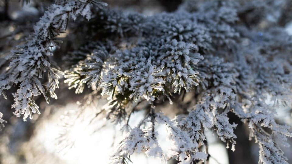    Мороз. Зима. Источник: Анна Меньшикова