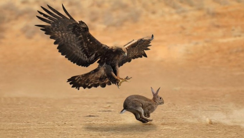 Крылатый "терминатор": как убивает орёл!