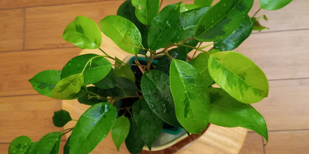 Как поливать фикус Бенджамина зимой: подробная инструкция на декабрь 🌿