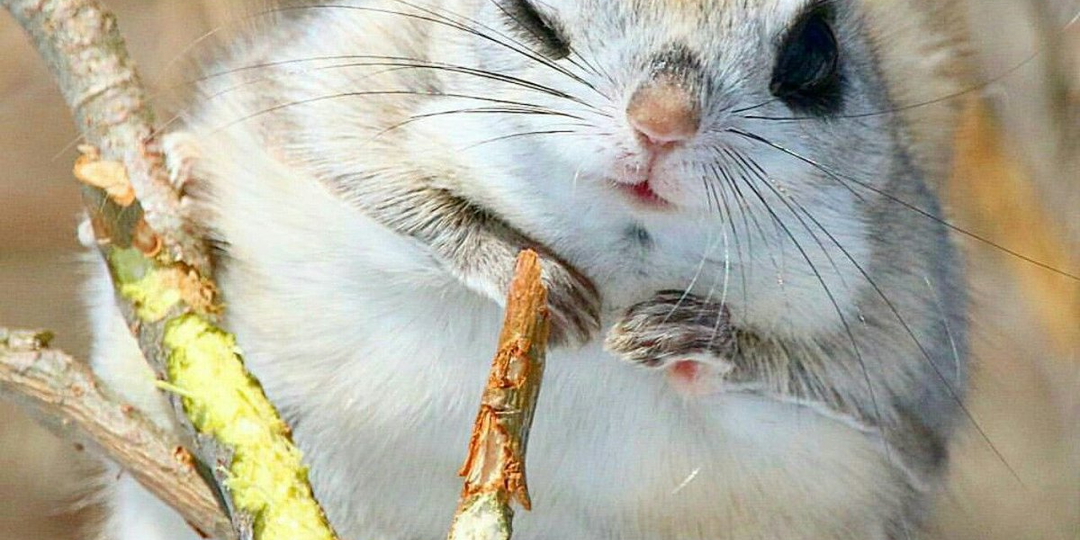 Четырехрогие бараны, неуловимые кошки-выдры, белки-покемоны, гномы жирафы: 30 невероятных и вдохновляющих фактов из мира живой природы