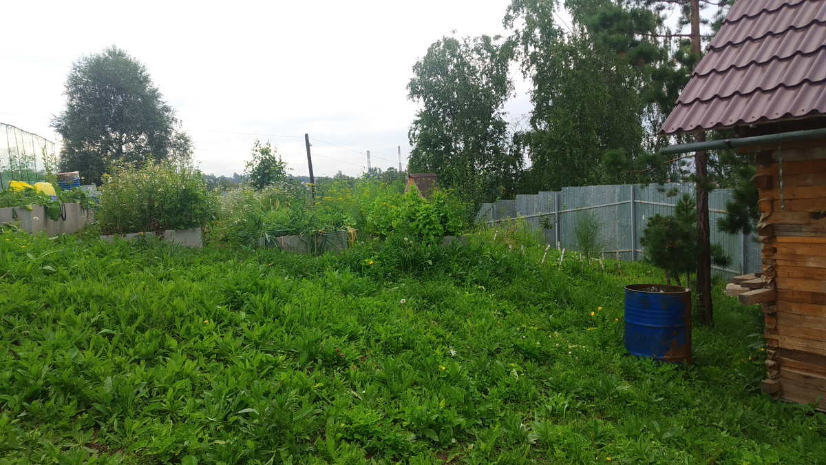 Очень долго боролась с асотом. Это неимоверный труд. Его не успеваешь косить. За 2-3 дня успевает вырастать занова. На фотографии вы видите состояние "газона", который косили неделю назад. Приезжаем на дачу только в выходные дни и каждую неделю наблюдать такю картину было печально. 