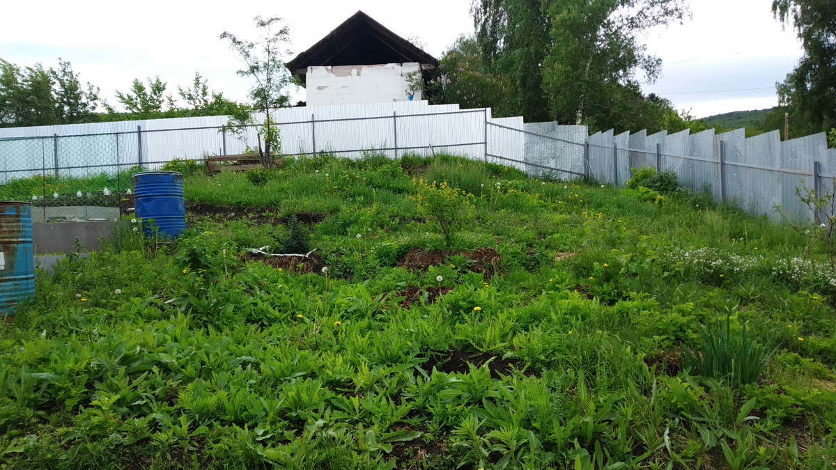 Вот такой ужасный "газон" преследовал меня 5 лет. Ниже сравните на фоторафии, что получилось через 5 лет. Если бы я ранее начала использовать агротекстиль, то решила проблему быстрее.