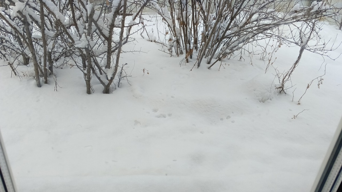 Утренний снег...