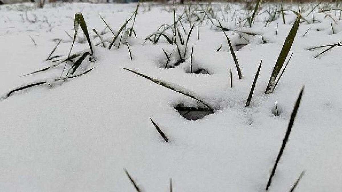    Фото: телеканал «Краснодар»