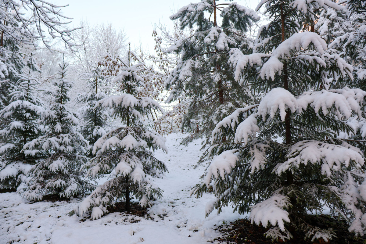 Эксперт объяснил, почему прогноз для Владивостока на 13-14 декабря еще может измениться.  Фото: Фото: ФедералПресс / Вера Романескул