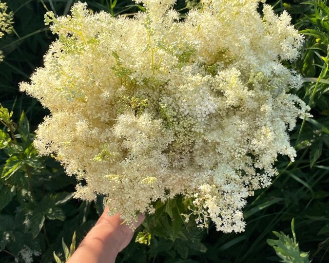 Прабабушка аспирина: факты о таволге, которые вас удивят