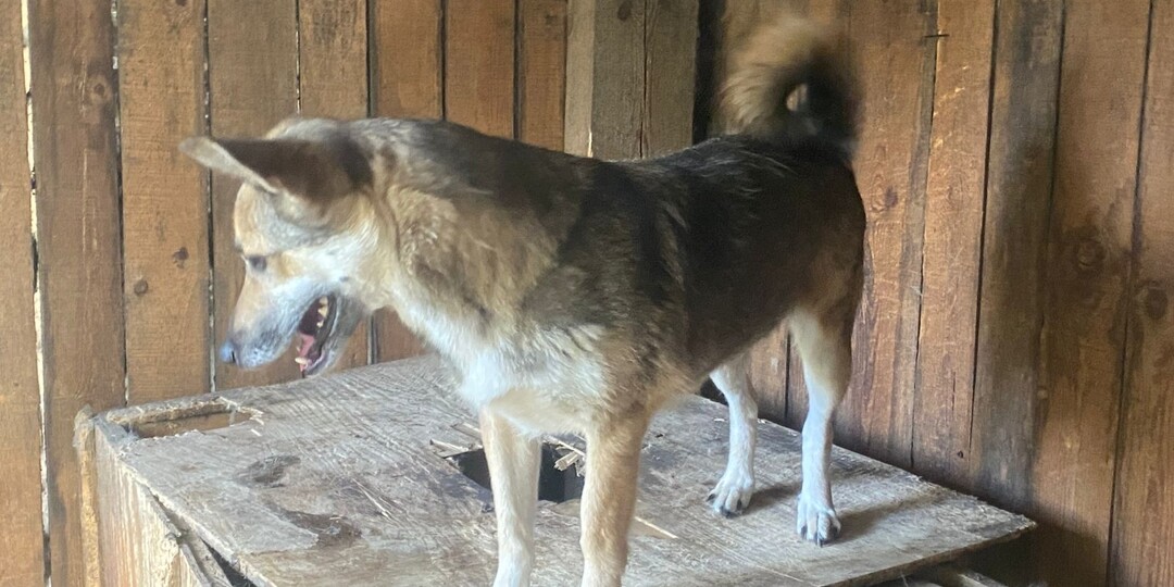 Пора собирать на крупу. День 💯