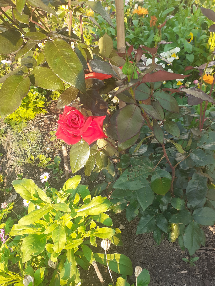 РОЗА ШТЕРТЕБЕКЕР УЛЫБАЕТСЯ СОЛНЦУ.