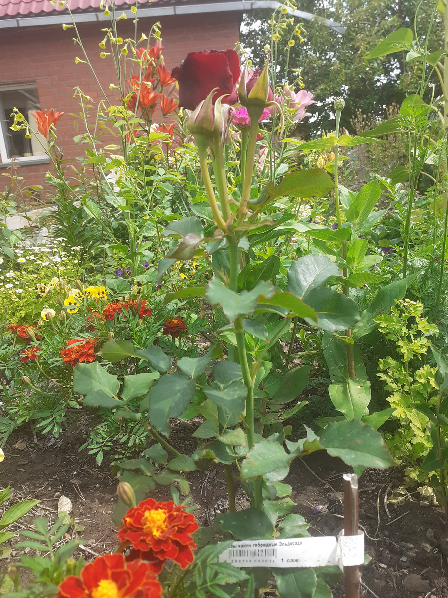 ЭЛЬДОРАДО-НО СОВСЕМ НЕ ТА РОЗА.ЭТА БОРДОВАЯ