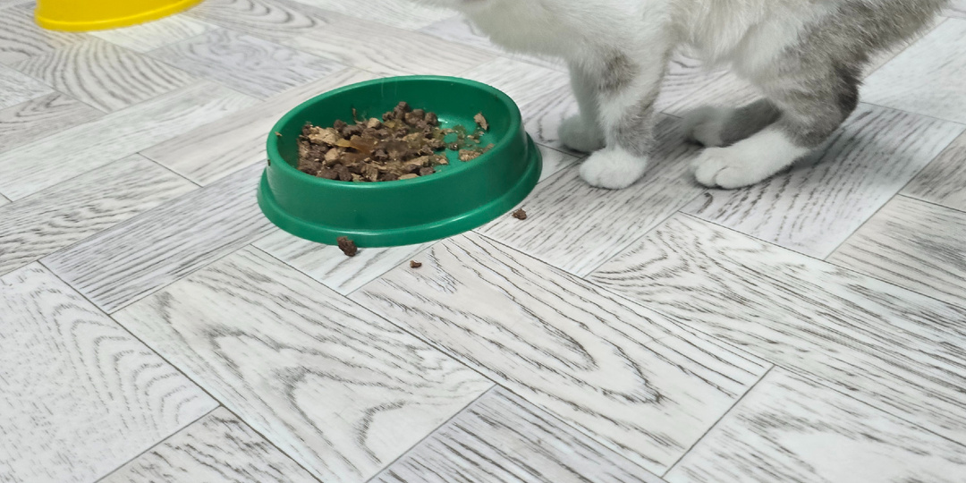 Мама не узнала. Вылизывает чужих