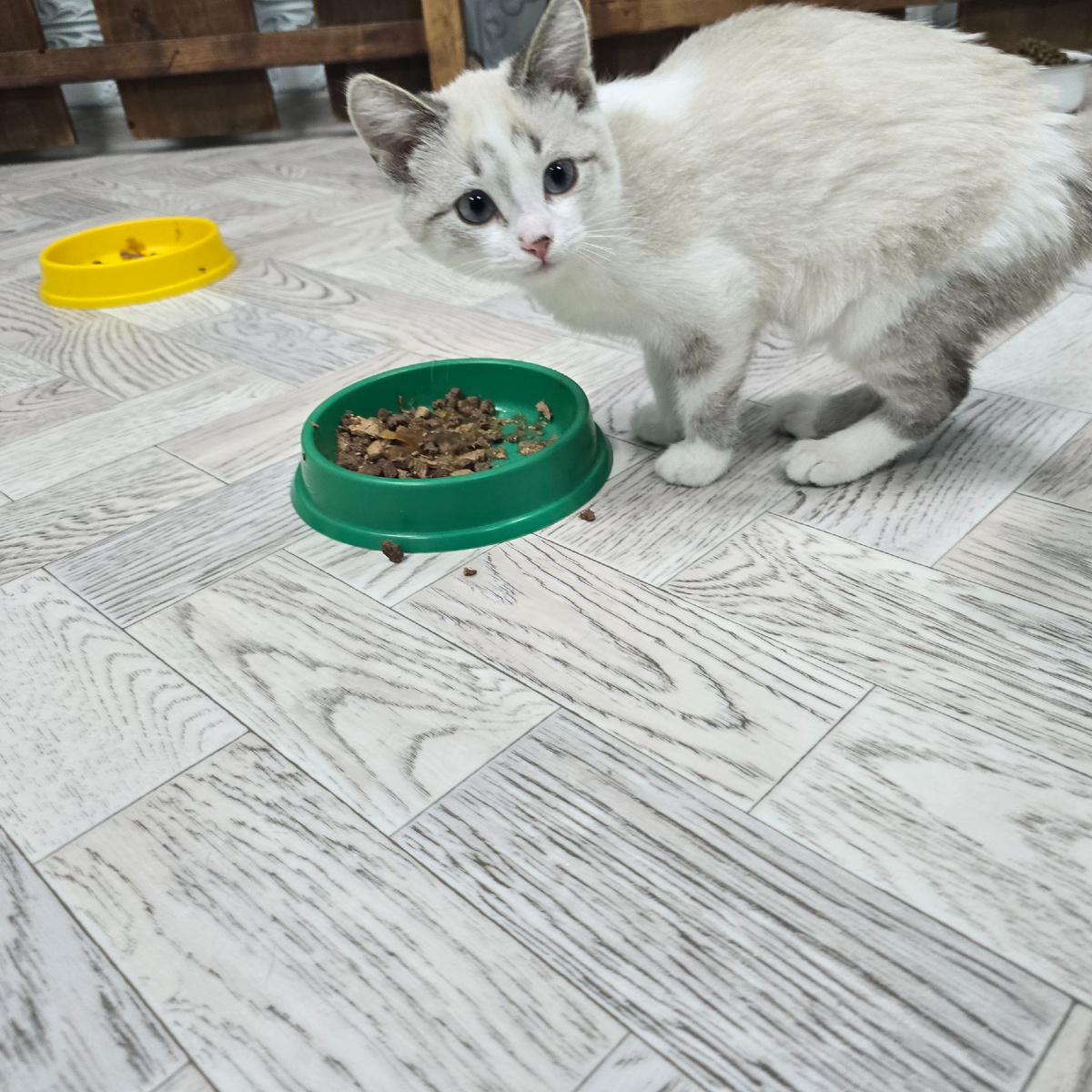 белый котенок у мисочки