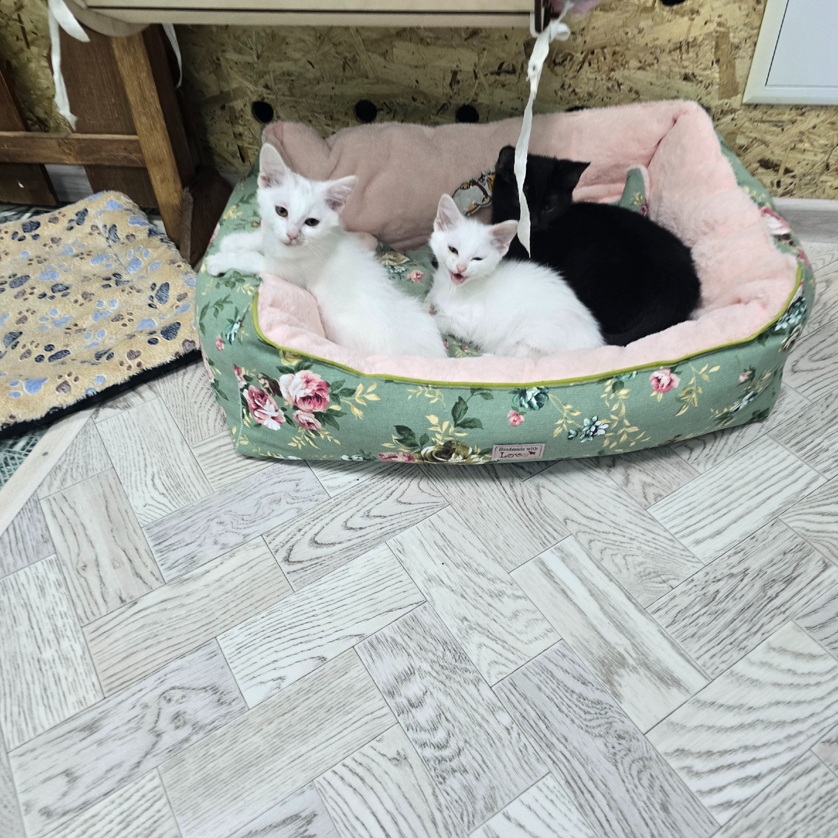 котята в корзинке, белые и черный малыш